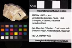 Foto (Objket + Etiketten) von Goniodromites complanatus (Reuss, 1858) 